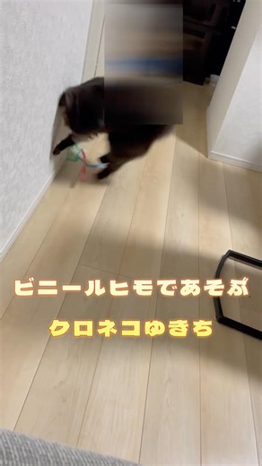 #cat #ねこ #くろねこ #1人遊び#ねこのいる生活