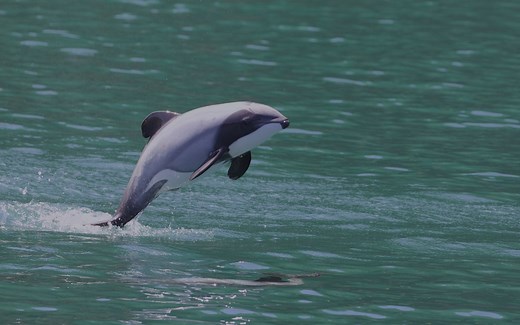 New Zealand’s endemic dolphins