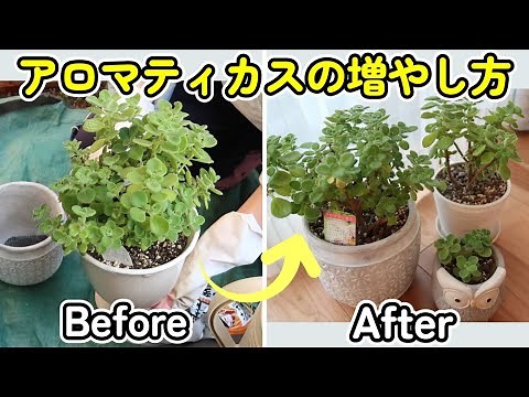 Introducing how to divide and propagate aromaticus! Cultivation tips [Herbs] [Succulents]