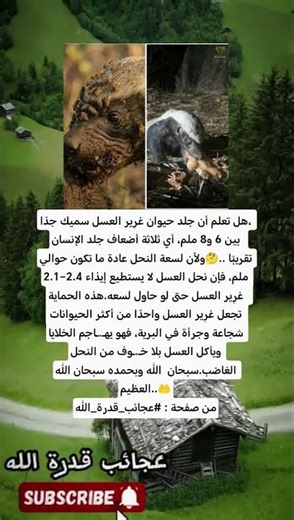 ✅ لسعة النحل حوالي 2.1–2.4 ملم، لذلك لا يستطيع إيذاء غرِير العسل، مما يجعله شجاعًا جدًا في البرية