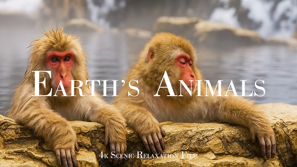 Aerial and Ground Views of Wildlife Around the World in 4K