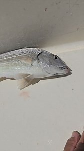 7.1K views · 31 reactions | This fish can crush crabs! Your Saltwater Guide is Sponsored by Promar & Ahi USA. | Your Saltwater Guide | Facebook