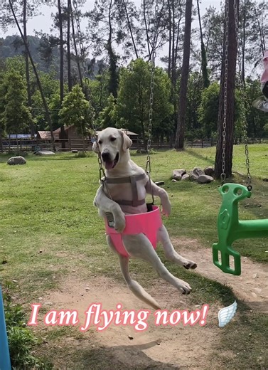 Top 5 Funniest Dogs - These Pups Are Natural-Born Comedians! Get ready for a dose of non-stop laughter! We've compiled the ultimate countdown of the most hilarious dog breeds that never fail to bring the comedy. These furry friends are professional mood-boosters who turn everyday moments into comedy gold.#funnydogs #dogrankings #doglover🐶 #animalhumor | Video Parks