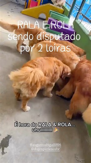 Dia de Quéxi! Rala e Rola com duas loiras !!! #goldenretriever #pets #youtubeshorts