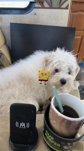 Jackson vs spongebob