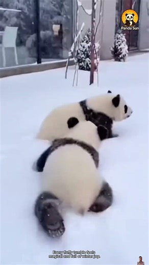 Baby panda totally obsessed with the snow아기 판다가 눈에 푹 빠졌어요 #둥이 #cute #funny #animals #nature
