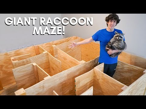 Building My Pet Raccoons a Giant Maze!