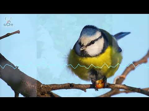 Pițigoiul albastru (Cyanistes caeruleus)