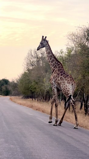 Weirdly Wonderful Giraffes: A Quirky Safari Experience