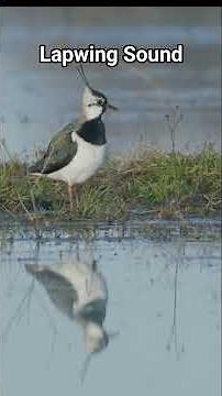Lapwing Bird Sound | Hear Nature's Unique Call! #Shorts