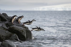 Penguin facts: 9 fascinating things you might not know