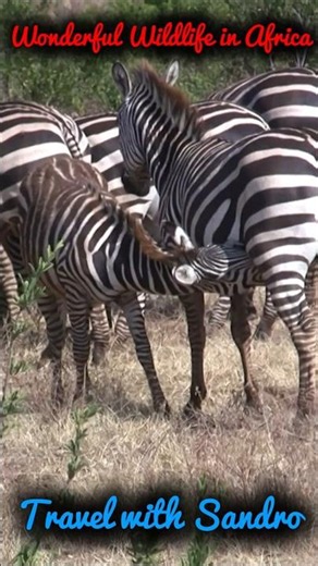 Wonderful Wildlife in Africa, Tanzania Manyara National Park