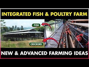 Integrated Fish And Layer Chicken Farming | Integrated Poultry and Fish Farming