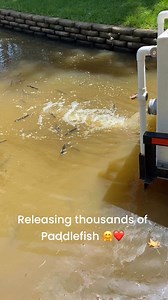 It’s that time of the year! Thousands of American Paddlefish have been released into Caddo Lake for their conservation efforts! 💚 Want to learn more about the oldest surviving species in North America? https://tpwd.texas.gov/huntwild/wild/species/pad/ Want more info on the paddlefish project? https://caddolakeinstitute.org/paddlefish/ U.S. Fish and Wildlife Service Caddo Lake Institute | Caddo Lake State Park - Texas Parks and Wildlife