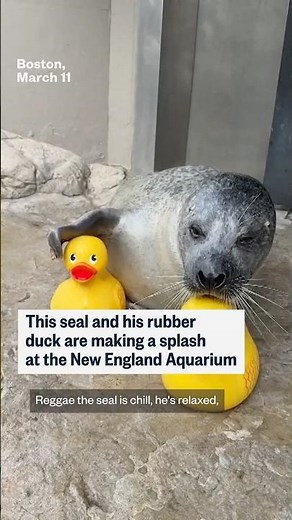 This seal and his rubber duck are making a splash at the New England Aquarium