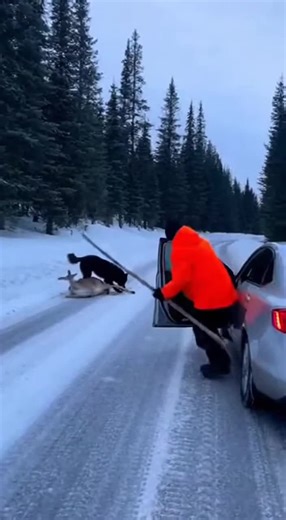 El valor de una vida: enfrentando un lobo por un ciervo