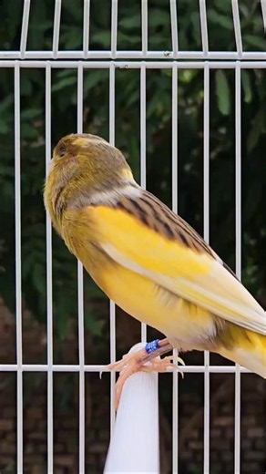 birds sounds | amazing animal sounds #bird #canary #cute