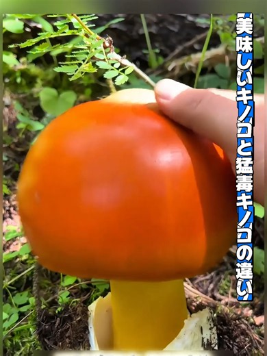 この10種類のキノコ、見たことある？🍄 美味しくて栄養満点なものもあれば、猛毒のものも…#DIY