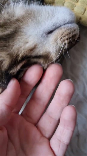 Il est trop mignon 🤩 #ronronchaton