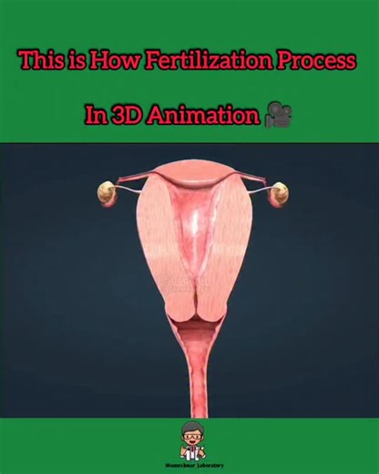𝐌𝐨𝐦𝐞𝐬𝐡𝐰𝐚𝐫 𝐋𝐚𝐛𝐨𝐫𝐚𝐭𝐨𝐫𝐲 𝐃𝐡𝐚𝐧𝐞𝐫𝐚 on Instagram: "This is How Fertilization Process 3D Animation 🎥 Fertilization is the fusion of a male sperm and a female egg (ovum) to form a single cell called a zygote, initiating embryonic development. The process involves sperm traveling to the egg, penetration (often in the fallopian tube), fusion of their genetic material to create a unique DNA, and then the zygote moving to the uterus for implantation and further growth, starting wit