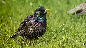 Great news: A guy saved an image file onto a live bird