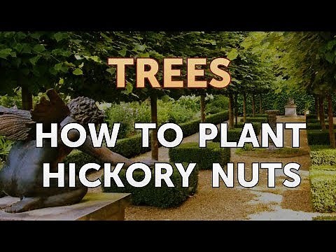 How to Plant Hickory Nuts