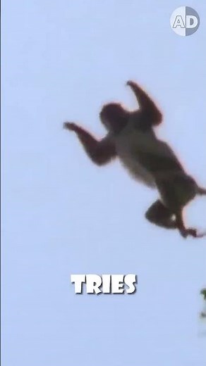 🐒 A Chimpanzee Leader Coordinates a Monkey Hunt 👀 #animals #facts