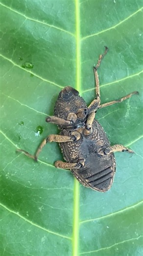 Nature's Most Bizarre Beetle 🪲 #insect #shorts