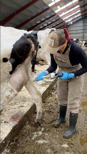 🐄✨ Cow Grooming Secrets 💡 | How Pretty Farm Girl Keep Cows Clean & Calm