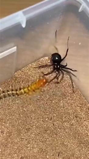 Speed Collides With Precision In this sudden clash on shifting sand, a black widow faces a centipede built for pure speed and relentless movement. The centipede strikes fast with dozens of legs driving it forward, but the widow remains calculated, waiting for the perfect angle to control the fight. This encounter isn’t about who moves faster, it’s about who makes the right move at the right second. In nature, chaos favors the quick, but survival belongs to the one who stays calm when everything 