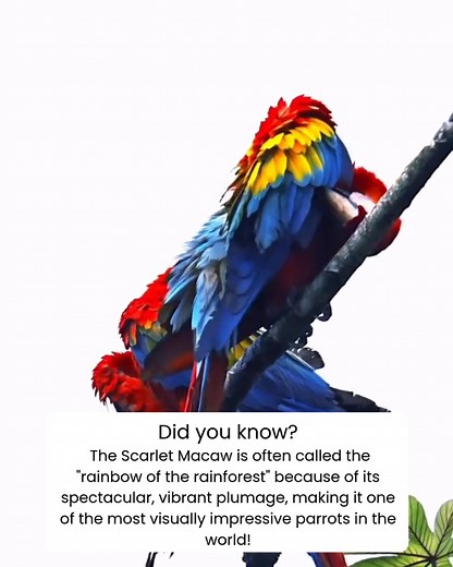 34 reactions | The Scarlet Macaw is often called the "rainbow of the...