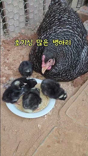 플리머스록 어미닭의 병아리 자연부화 #병아리탄생 #순천조계산