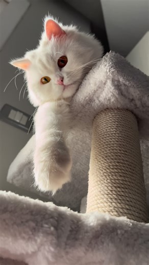 Reem Oussama on Instagram: "@cat_houses.egy"