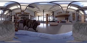 669K views · 5.8K reactions | Venha conhecer com a gente o Centro de Nutrição para Pets da Hill's! Nossos gatinhos te levarão para um tour completo, divertido e com muitas descobertas e aprendizados. Uma experiência em 360º, para você ver de perto como o alimento Hill's é a melhor opção para os felinos. #HillsTransformandoVidas #Cats Clique no vídeo e arraste para ter a experiência única de enxergar como seu gato vê o mundo! | Hill’s Pet Nutrition | Facebook