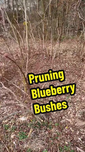 Pruning Blueberry Bushes: Easy Tips for Beginners