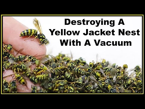 Destroying A Yellowjacket Hornet Nest With A Vacuum. (Huge Queen 👑) Mousetrap Monday