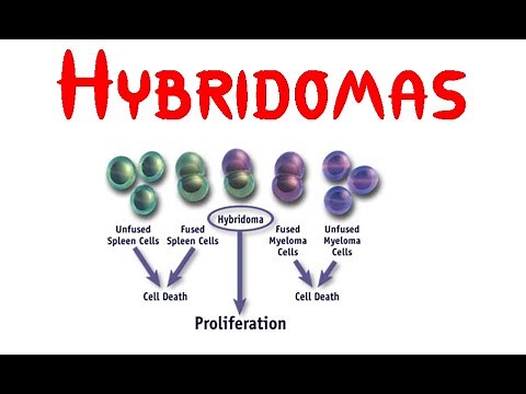 Hybridoma