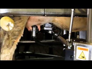 Le robot de traite qui vous change la vie