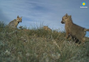 15K views · 1.2K reactions | Hooray!  Swift fox pups have been born...