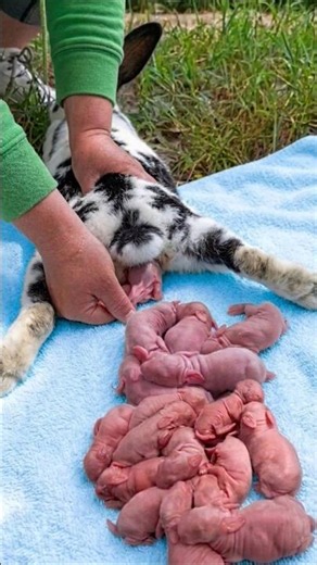 Life Cycle Of The Baby Rabbit | Rabbit Growth 1 To 30 Days #cute #animals #pets