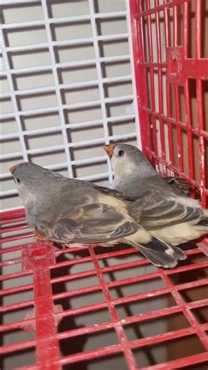 Jambo Size Zebra finch 🪺🐣🐦#short #shortvideo #nest #finch #cute