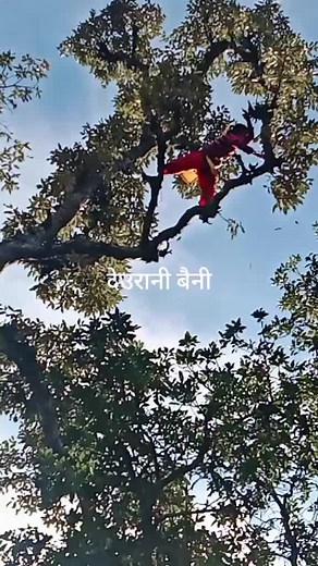 Tree Climbing Techniques in Natural Settings