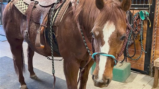 Horse stolen from Enumclaw ranch