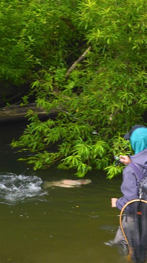 Japan Stream | 「渓流の魅力を伝えたい」 この想いが、Japan Stream の原点です 【Tackle Data】 Rod：Silver Creek Trad 410L［DAIWA］ Reel：STELLA 2000SHG［SHIMANO］ Line：Max Power PE... | Instagram