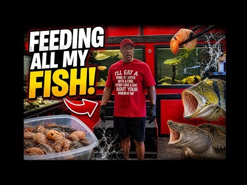 Feeding ALL My Monster Fish!! INSANE Fish Room Frenzy You Have to See! 🐟🔥