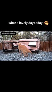 ASMR--When you find the VIP lounge in the backyard  #cathouse #heatedcathouse #outdoorcats #cozycats #catshelter #catloversclub #catproducts #feralcats #rescuecat #straycat #wintercats #shelter #catrescue #communitycats #clawsable | Clawsables | Facebook