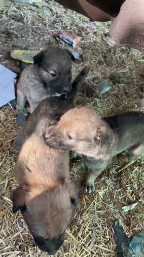 Today’s Cute Puppies Playing & Fighting with Each Other 🐶🐾 | Real Fun & Innocent Moments #shorts