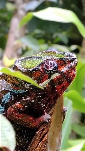 Madagascar: Wild lemurs everywhere! | Safari in the jungle | Budget travel guide