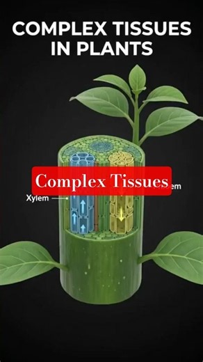 Complex Tissues
