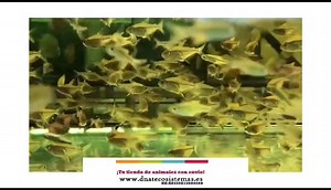 Rasbora Verde Limon 1.5 cm Sel. Microdevario kubotai NZ-ES450810000060 Encuentralos en nuestra web www.dnatecosistemas.es o en el link https://www.dnatecosistemas.es/tienda-peces-agua-dulce-y-fria-y-marino/peces-agua-dulce/Danios y Rasboras/oferta-venta-rabora-verde-limon-1.5-2cm-sel-microdevario-kubotai-tienda-de-peces-baratos-online-venta-danios-raboras-economicos-por-internet-tienda-mascotas-rebjas-online.html | DNATecosistemas